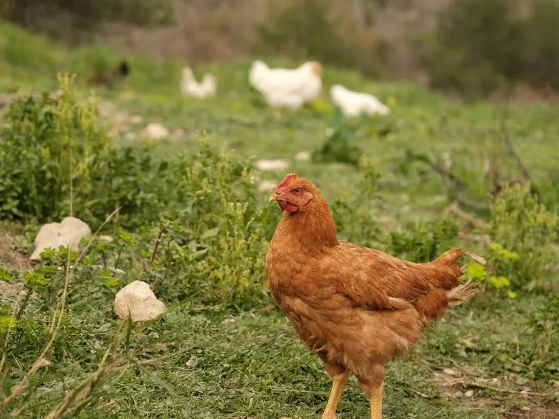 The backyard chickens the children help care for
